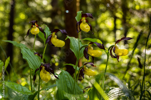 Frauenschuh, cypripedium calceolus, Orchidee im Wald photo