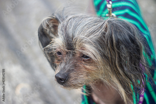 yorkshire terrier puppy