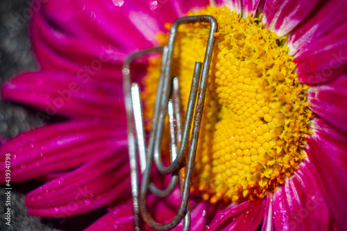 close up of a flower