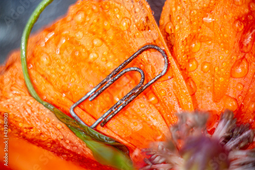 close up of an orange