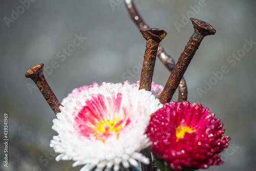 pink magnolia flower