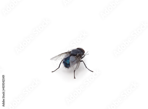 One beautiful fly. © ANASTASIIA