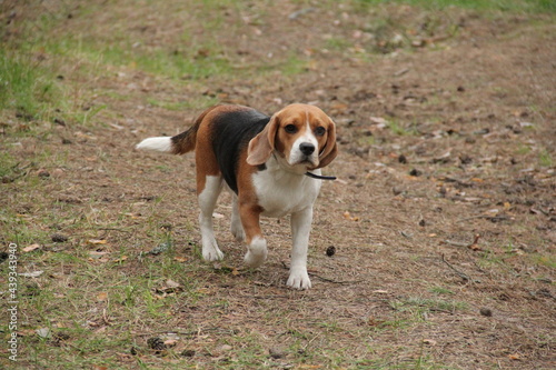 Fotografie A dog standing on grass