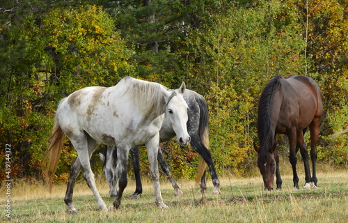 horses in the field