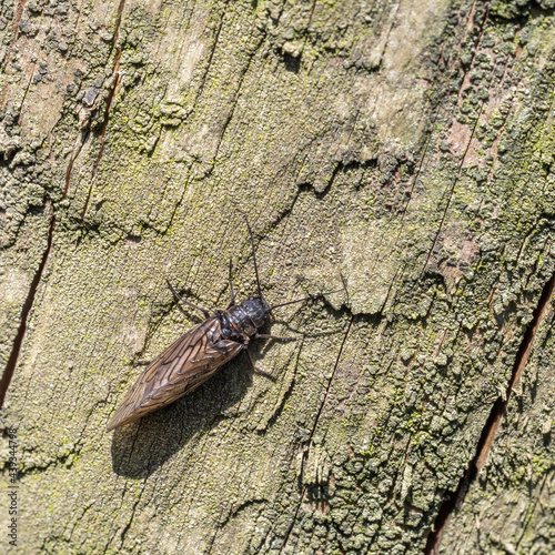 Alderfly, Sialis sp, resting on wooden fence. photo