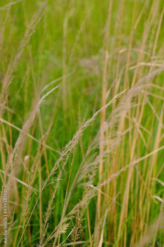 Grass in the wind Grass in the wind
