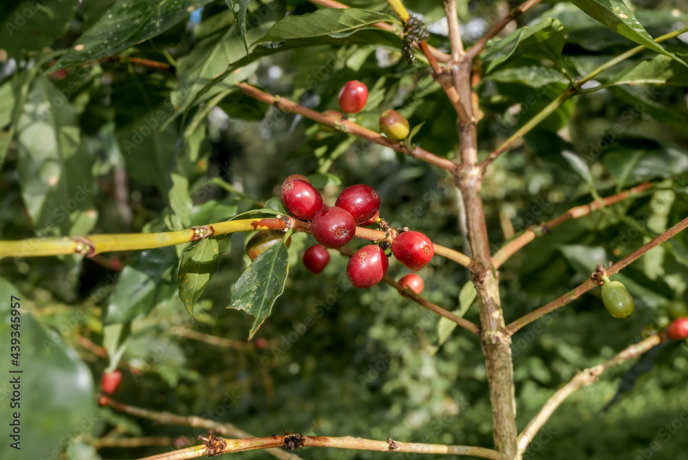 Arabica Coffee (Coffea arabica) on the plantation, Nicaragua Arabica Coffee (Coffea arabica) on the plantation, Nicaragua