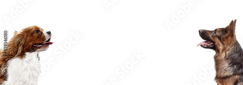 Art collage made of funny dogs different breeds posing isolated over white studio background.