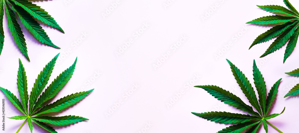 top view of green cannabis leaves frame on pink background top view of green cannabis leaves frame on pink background