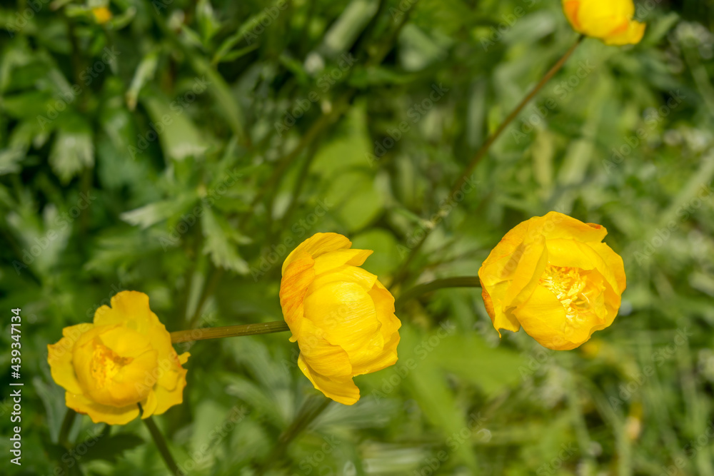 Obraz premium Globe-flower (Trollius europaeus) in garden