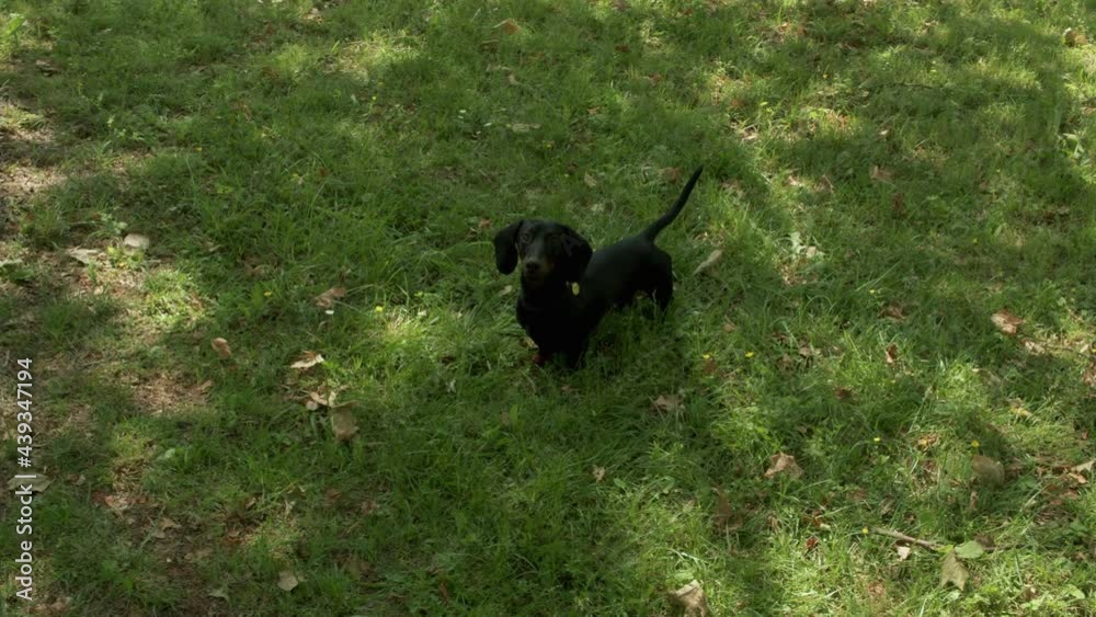 A man or a woman throw a yellow ball to a small joyful dachshund puppy to play on a fresh green lawn of a park or forest. Dog fetches the ball in the shade of the trees in a sunny day. Slow motion. A man or a woman throw a yellow ball to a small joyful dachshund puppy to play on a fresh green lawn of a park or forest. Dog fetches the ball in the shade of the trees in a sunny day. Slow motion.