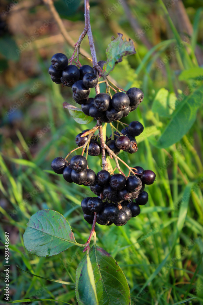 A bunch of black chokeberry (aronia). Black chokeberry (aronia melanocarpa) bush with ripe berries in garden. Bosnia and Herzegovina. A bunch of black chokeberry (aronia). Black chokeberry (aronia melanocarpa) bush with ripe berries in garden. Bosnia and Herzegovina.