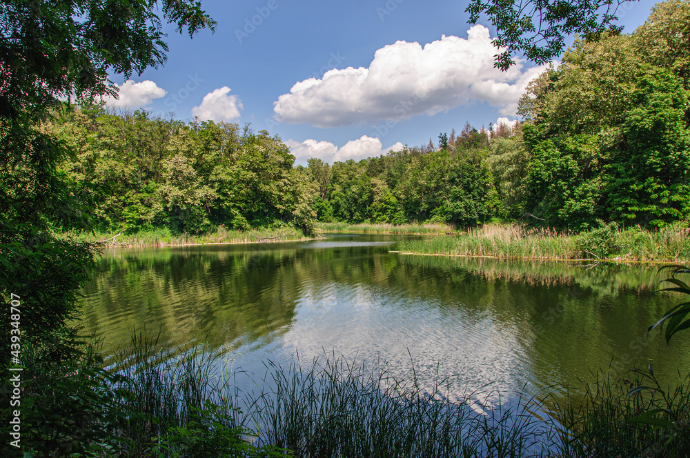 A beautiful forest lake surrounded by blooming acacia and reeds. Ukraine