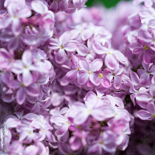 persian lilac flowers. Beautiful spring background of flowering lilac. Selective soft focus, shallow depth of field. © Alwih