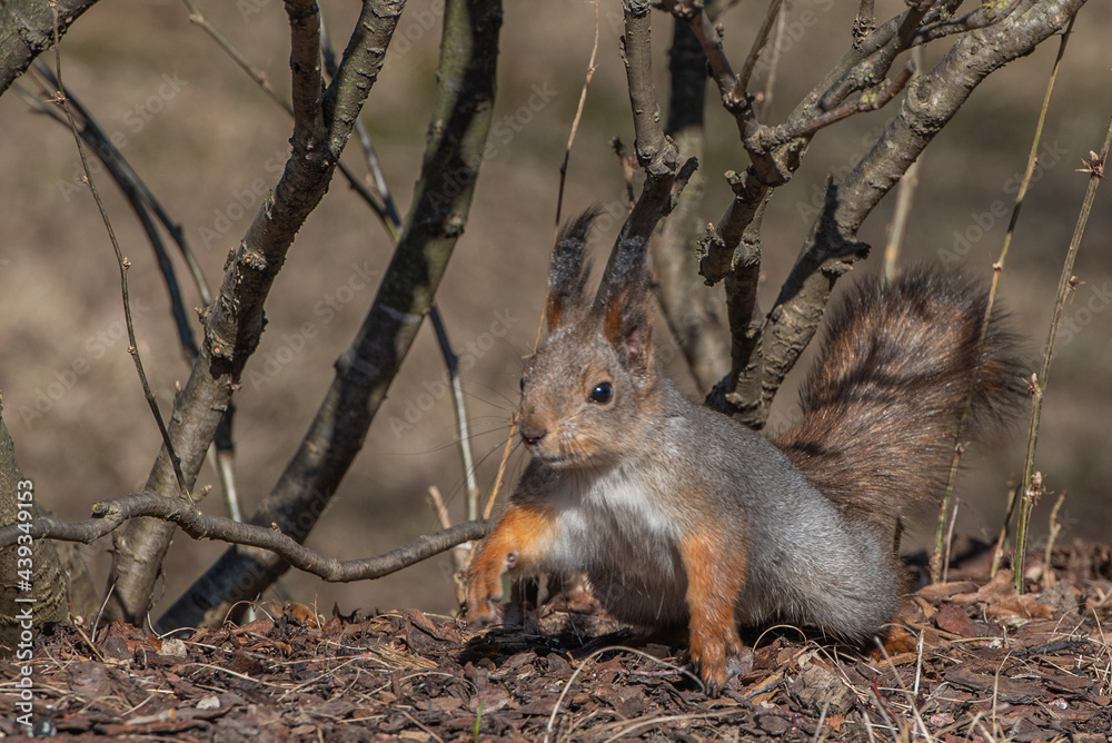 Obraz premium squirrel in the forest