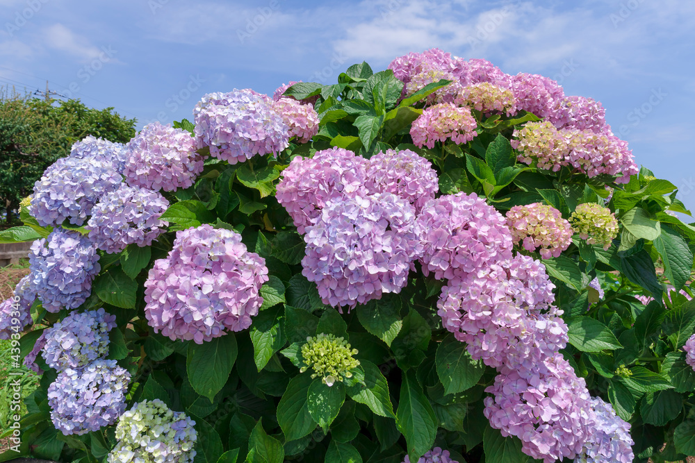 紫陽花 紫陽花