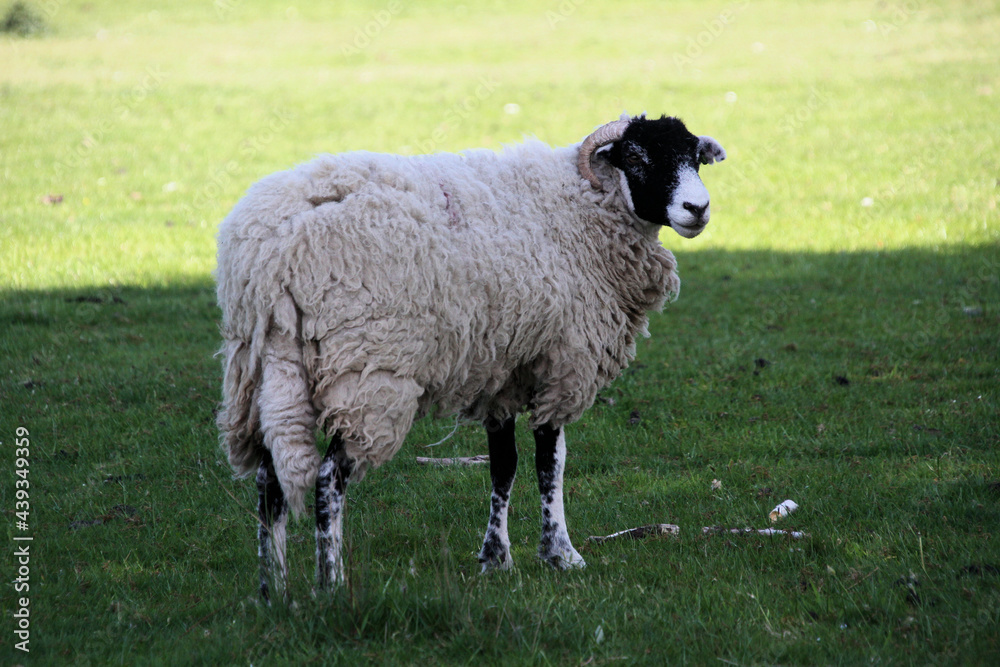 A view of a Sheep in a field on a sunny day