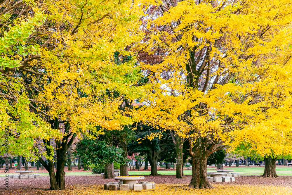 秋の公園　東京