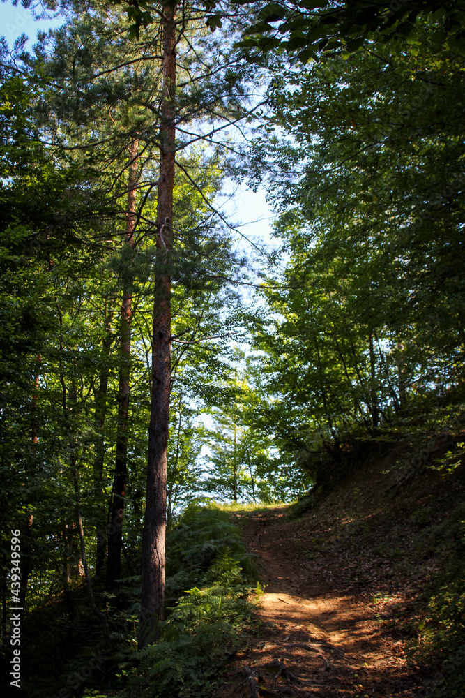 Fototapeta premium A path to walk through the forest.
