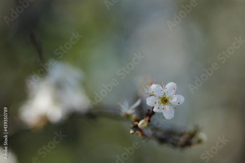 piccolo fiore bianco in primavera © Simona