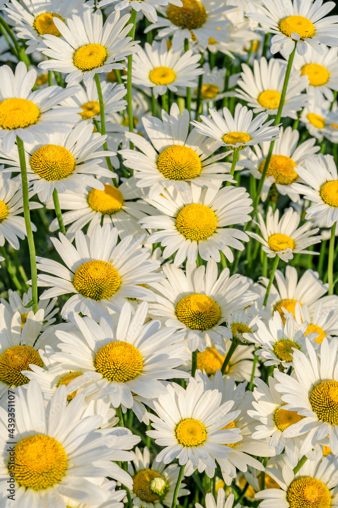 Ox-eye Daisy (Leucanthemum vulgare) in garden, Central Russia