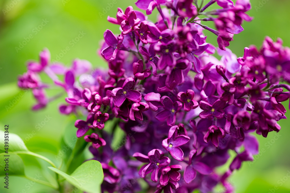persian lilac flowers. Beautiful spring background of flowering lilac. Selective soft focus, shallow depth of field. persian lilac flowers. Beautiful spring background of flowering lilac. Selective soft focus, shallow depth of field.
