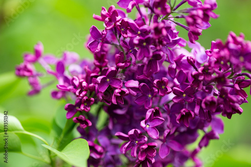 persian lilac flowers. Beautiful spring background of flowering lilac. Selective soft focus  shallow depth of field.