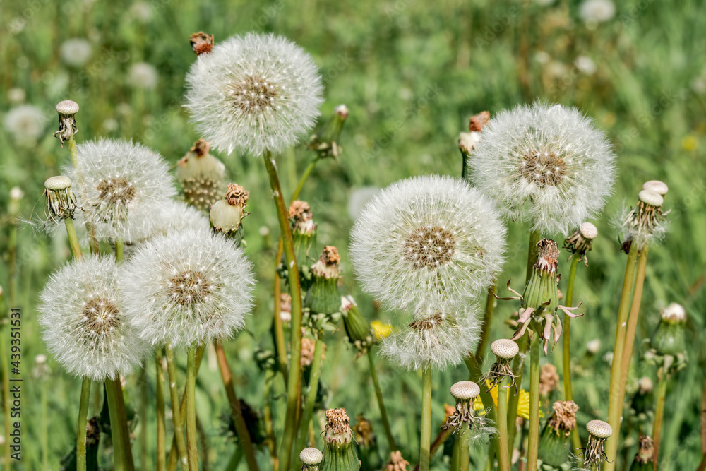 Common Dandelion (Taraxacum officinale) in meadow
