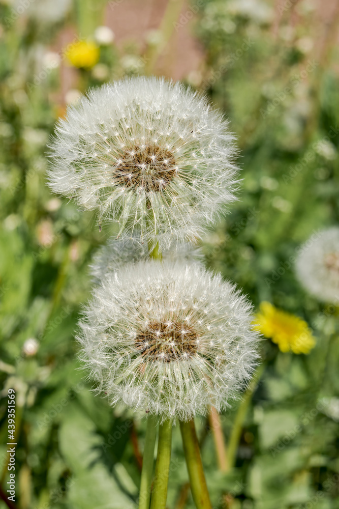 Common Dandelion (Taraxacum officinale) in meadow Common Dandelion (Taraxacum officinale) in meadow