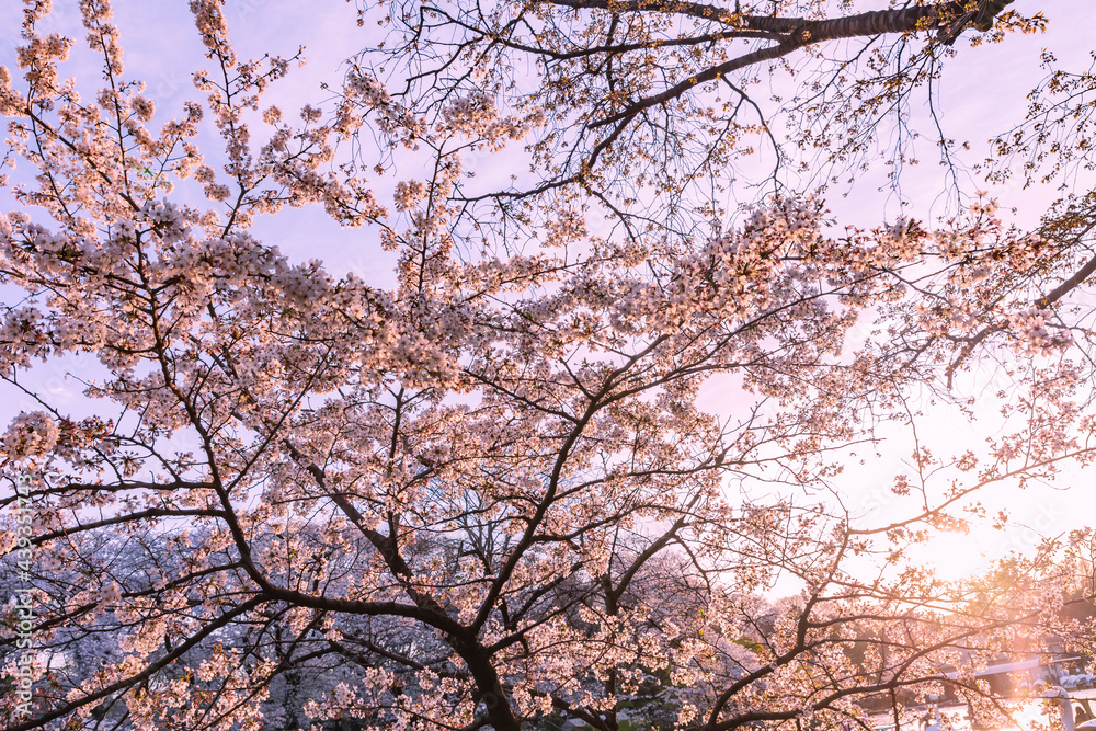 桜と木漏れ日 桜と木漏れ日