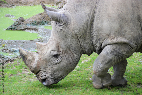 white rhino in a zoo in france