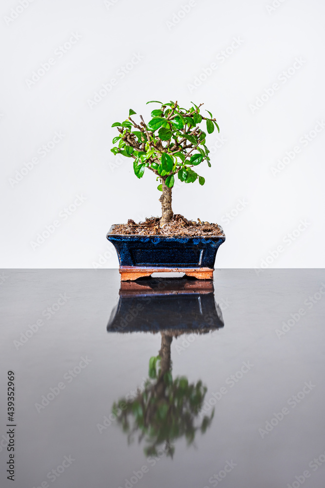 Lonely bonsai in blue pot on gray metal table Lonely bonsai in blue pot on gray metal table