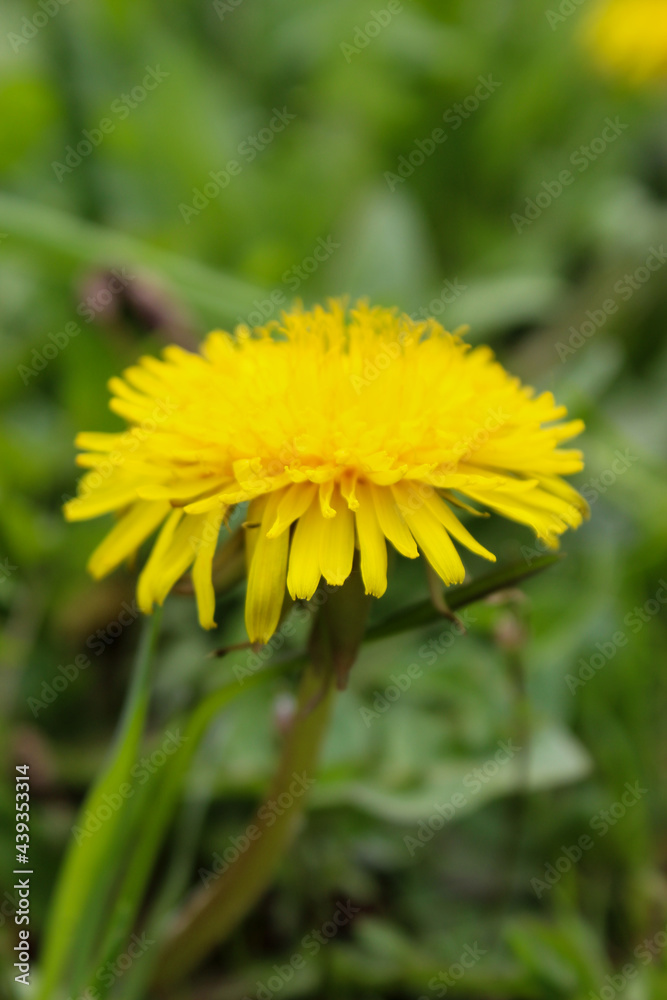 Yellow dandelion flower up close. Yellow dandelion flower among the grass. Taraxacum officinale, the dandelion or common dandelion. Yellow dandelion flower up close. Yellow dandelion flower among the grass. Taraxacum officinale, the dandelion or common dandelion.
