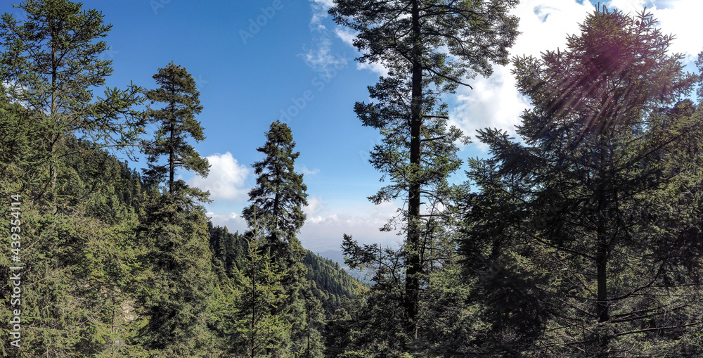 sky, clouds and forest, from foresto to city / cielo, nubes y bosque, desde el bosque hacia la ciudad; Parque Nacional Cumbres del Ajusco, México.
