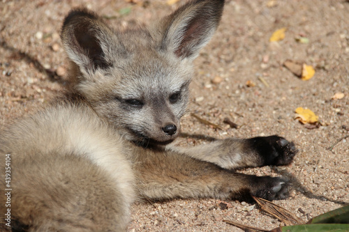bat-eared fox in a zoo in france