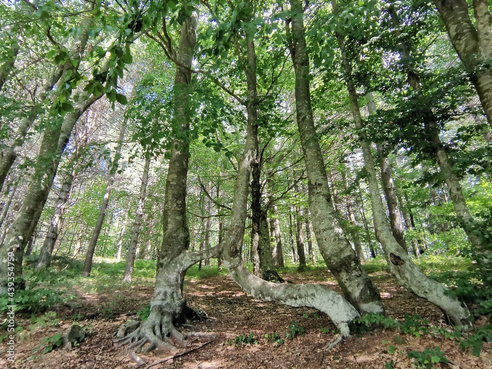Fototapeta premium trees in the forest