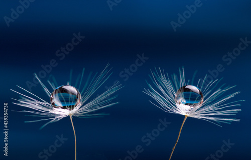 A water drops on a two dandelion flowers seed macro on blue background