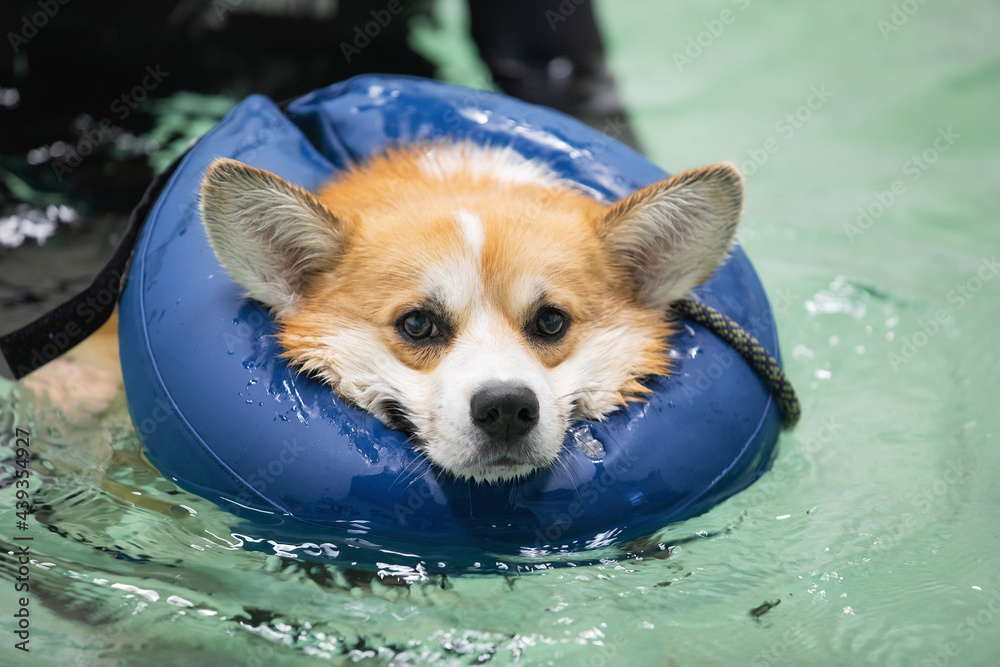 welsh corgi pembroke with a trainer at a lesson in the pool