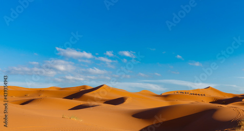 Row of camels over the dunes under blue sky