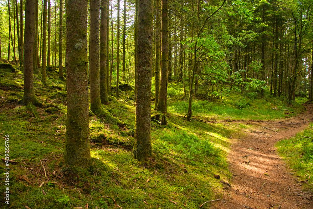 Wald in den Vogesen nahe La Bresse