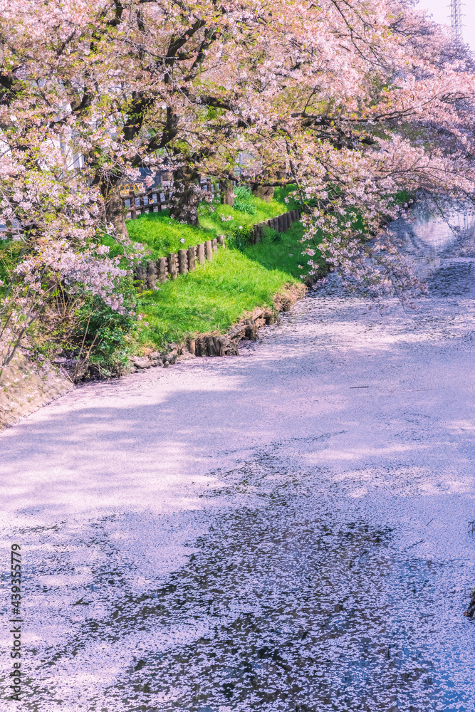 川を流れる桜の花びら