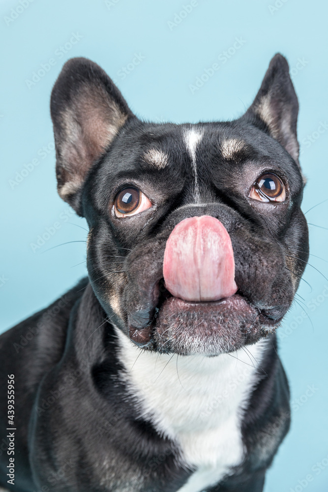 Französische Bulldoge Zunge