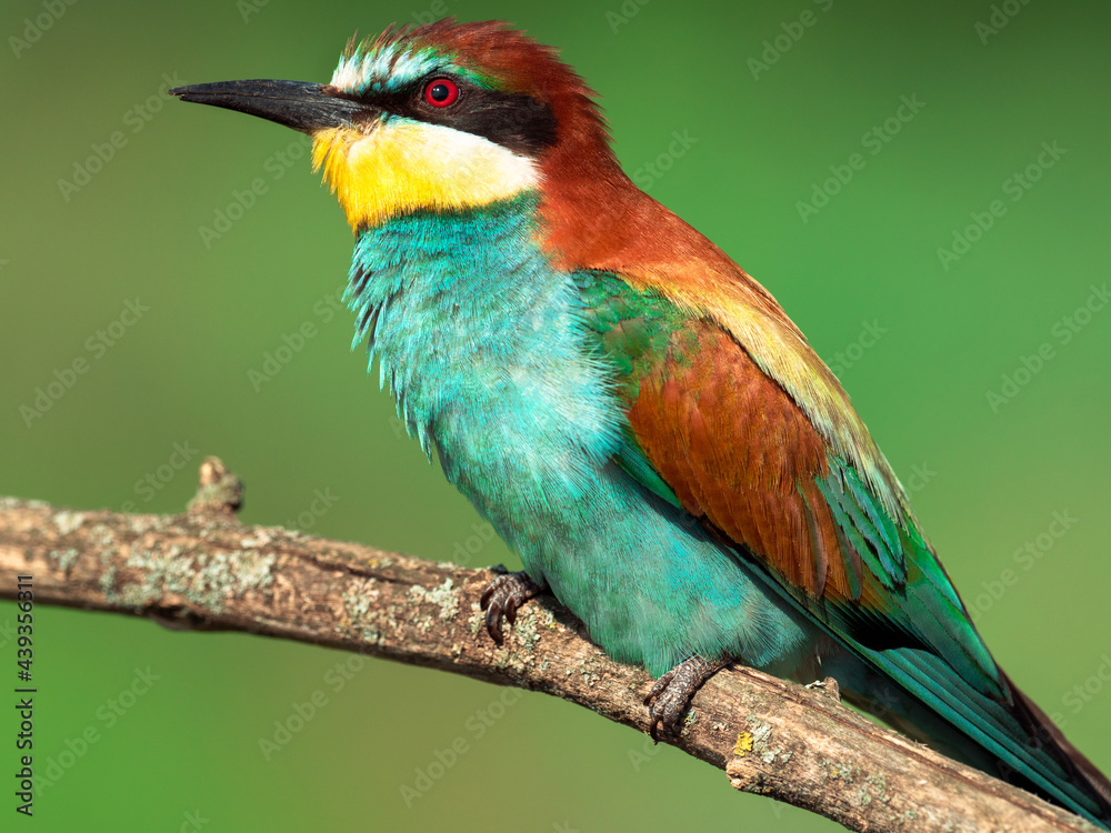 Portrait of european bee-eater on a green background Portrait of european bee-eater on a green background