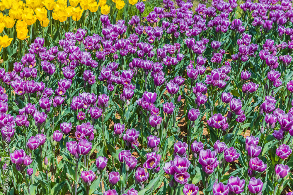 Naklejka premium チューリップの花畑