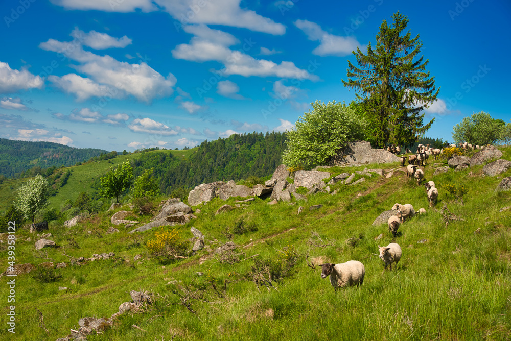 Fototapeta premium Schafherde in den Höhen von La Bresse in den Vogesen