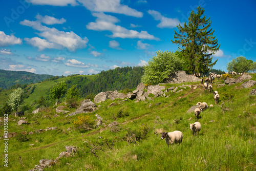 Schafherde in den Höhen von La Bresse in den Vogesen