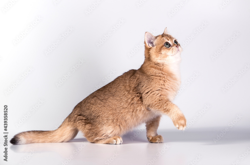 Cute kitten is walking, raising its paw on a white studio background. The cat is a British breed in full growth, a beautiful tail. Serious muzzle. Cute kitten is walking, raising its paw on a white studio background. The cat is a British breed in full growth, a beautiful tail. Serious muzzle.