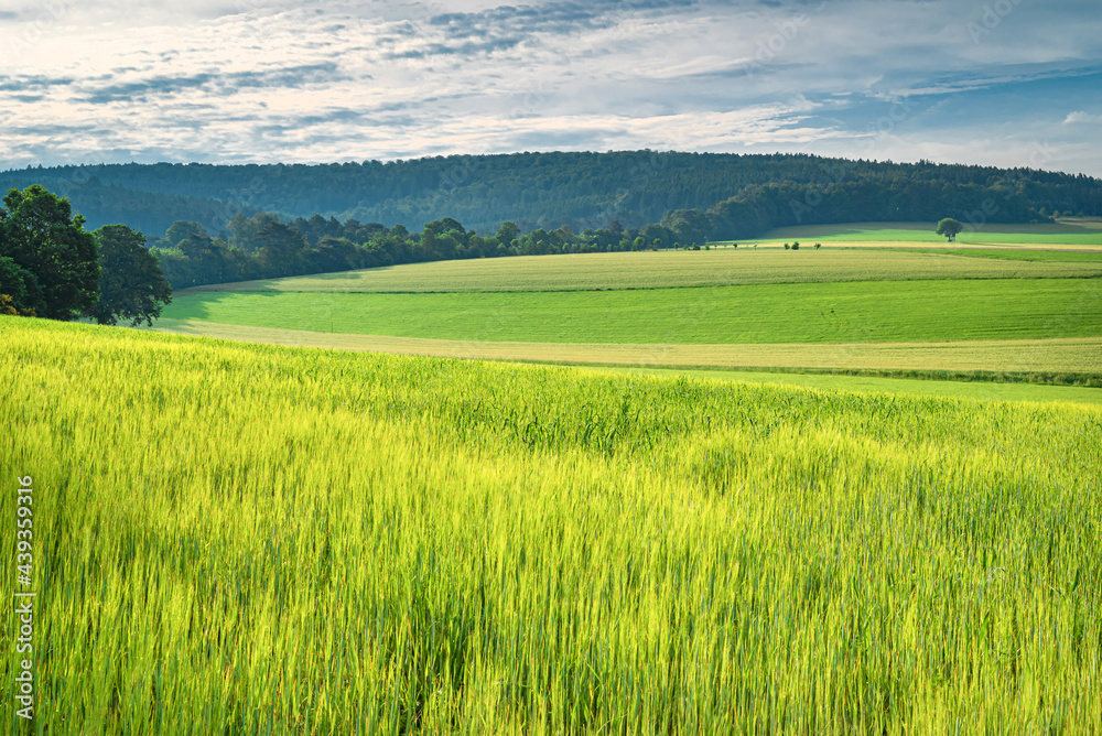 Klimaneutral - Net-Zero-2050 - Feld im Sommer