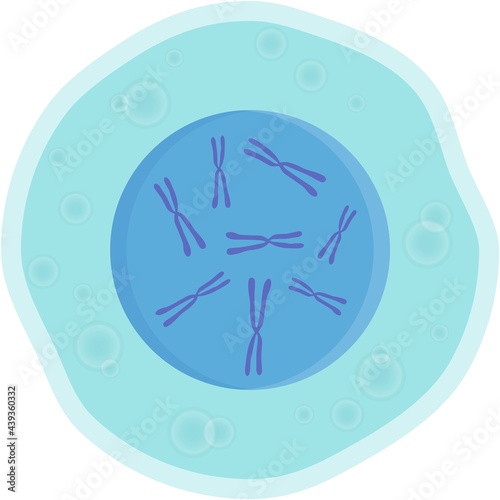 Vector human cell with nucleus and genetic chromosomes