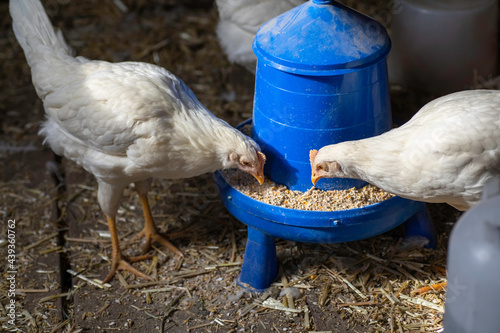 Φωτογραφία Chickens in a chicken coop eating cracked corn at a blue chicken feeder